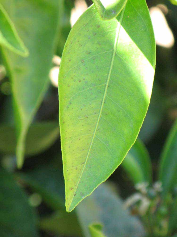              Margin (Riverside, CA)       